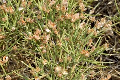 Genista acanthoclada