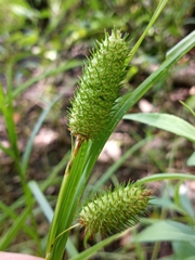 Carex typhina