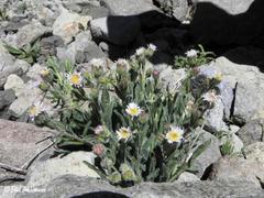 Erigeron andicola