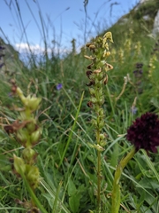 Pedicularis ascendens