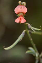 Indigofera trita scabra