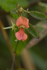 Indigofera trita scabra