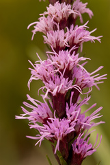 Liatris helleri