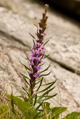 Liatris helleri