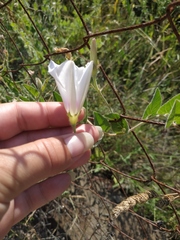 Convolvulus betonicifolius