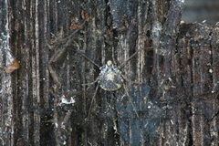 Ortholasma rugosum