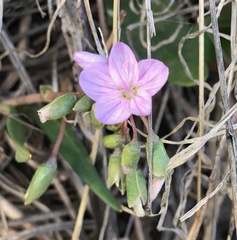 Claytonia rosea