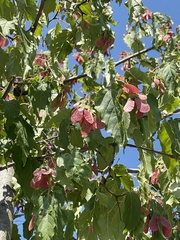 Acer tataricum