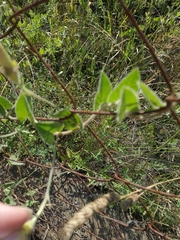 Convolvulus betonicifolius