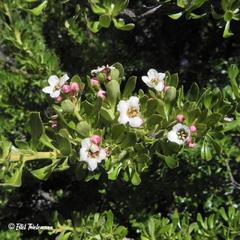 Escallonia virgata