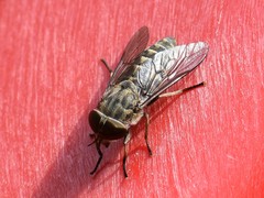Tabanus bromius