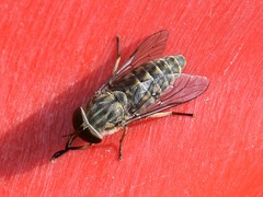 Tabanus bromius