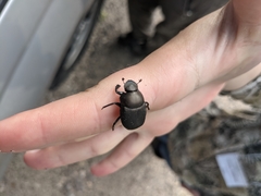 Canthon pilularius