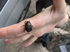 Canthon pilularius