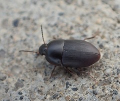 Gondwanocrypticus platensis