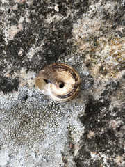 Cernuella aginnica