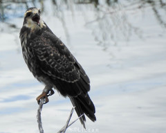 Rostrhamus sociabilis plumbeus