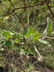 Convolvulus betonicifolius