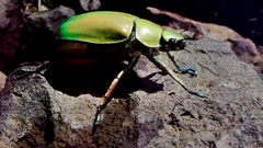 Chrysina modesta