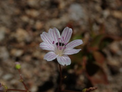 Lewisia columbiana
