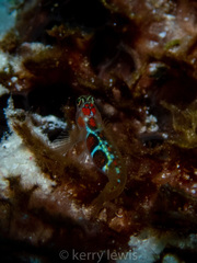 Tigrigobius dilepis