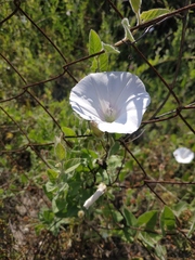 Convolvulus betonicifolius