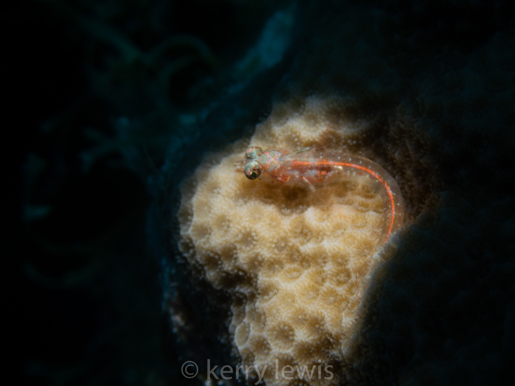 Carib Blenny