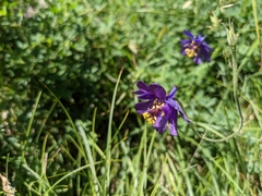 Aquilegia confusa