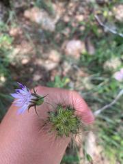 Pterocephalus plumosus