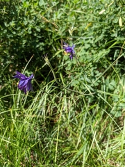 Aquilegia confusa