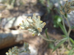 Pseudognaphalium pringlei