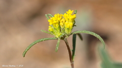 Orochaenactis thysanocarpha