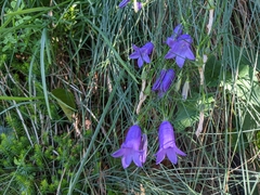 Campanula carnica