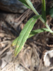 Pseudognaphalium pringlei