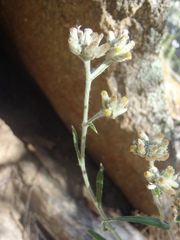 Pseudognaphalium pringlei