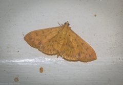 Patania balteata