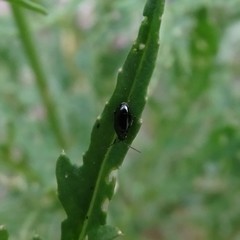 Phyllotreta cruciferae