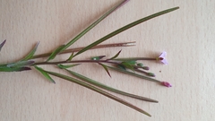 Epilobium parviflorum