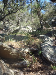 Pseudognaphalium pringlei