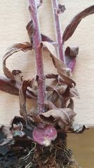 Epilobium parviflorum