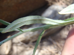 Pseudognaphalium pringlei