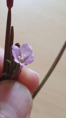 Epilobium parviflorum