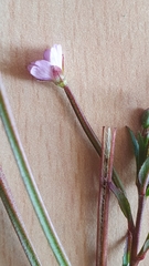 Epilobium parviflorum