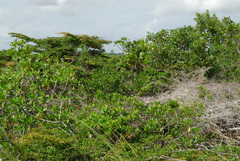 Terminalia molinetii