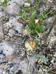 Anthyllis vulneraria boissieri