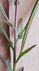 Epilobium parviflorum