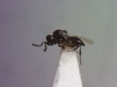 Platygaster robiniae