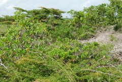 Terminalia molinetii