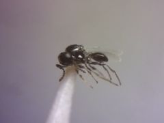 Platygaster robiniae