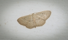 Scopula hypochra